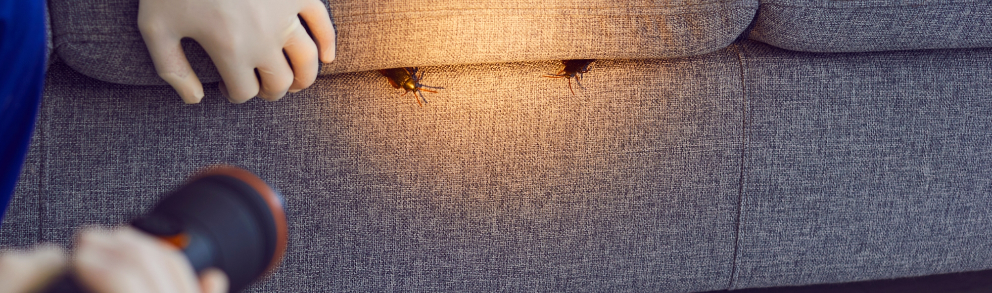 Unwanted Roommates When Pests Invade Your Property Blog
