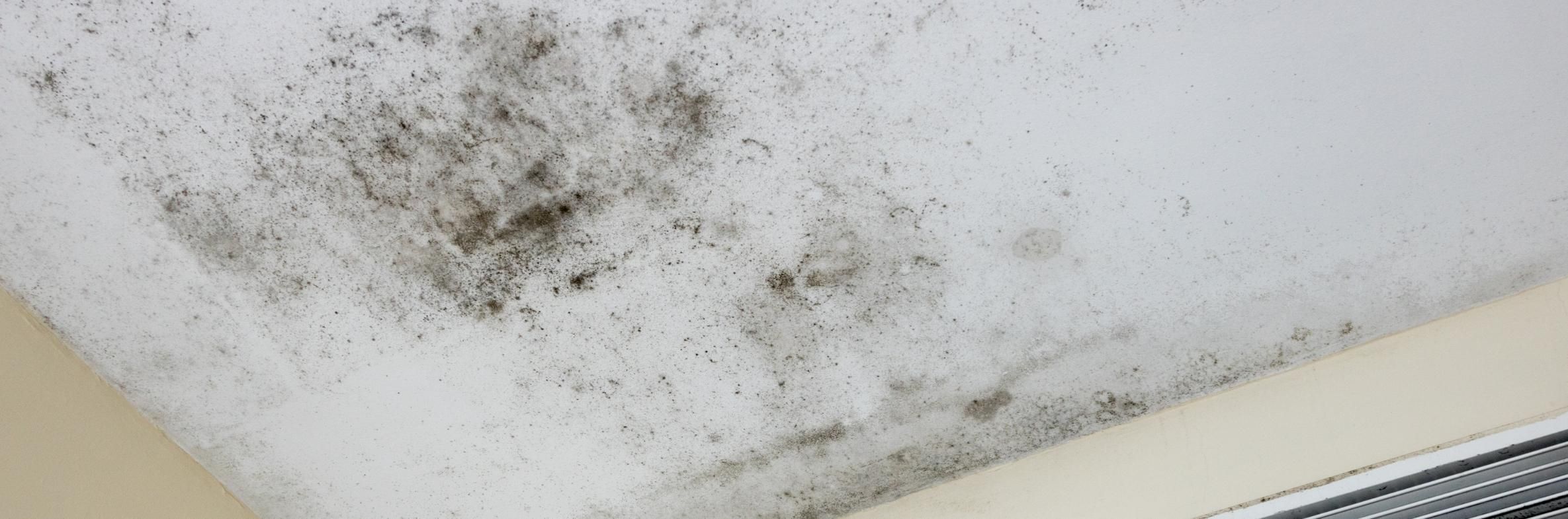 How to sell a home asis with mold Blog